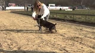 Bully Run 2015 - Bull Terriers, standard & miniature