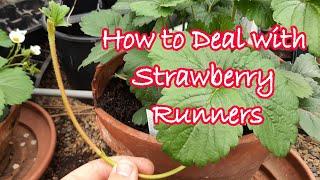 How to Grow Strawberries from Runners | Complete Step-by-Step Guide | Strawberry Plants UK