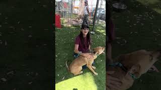 NEW A5697685 Dawg | German Shepherd Mix