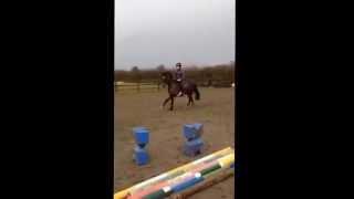 ***SOLD***Spencer - 15.3hh very well bred Irish Sport Horse