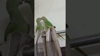 #myparrots #mitthu #parrotslover #cute #parrottalking