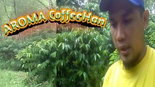 Coffee field Adventure/ Aroma Green Robusta coffee