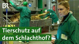 Als Tierärztin auf dem Schlachthof arbeiten | Tierschutz | Unser Land | BR