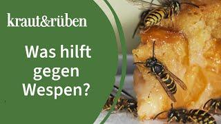 Wespen vertreiben: Die besten Tipps und Tricks