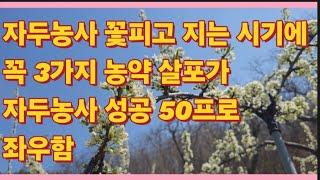 자두농사 자두꽃 피고 지는 시기에 3가지 농약이 자두농사 성공의 50프로 좌우합니다.