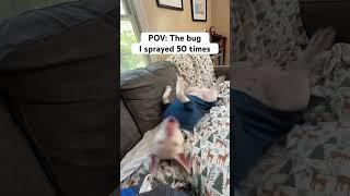 And it walks up and flies away #bugs #meme #humor #dogs #comedy #shorts
