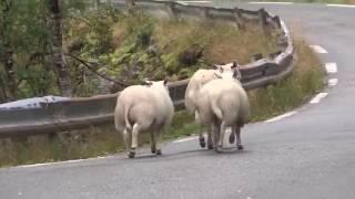 OurTour Using a Motorhome to Herd Sheep on the Aurlandsfjellet Tourist Route, Norway