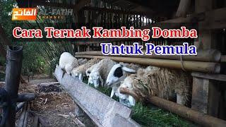 CARA TERNAK KAMBING DOMBA UNTUK PEMULA AGAR CEPAT BERKEMBANG