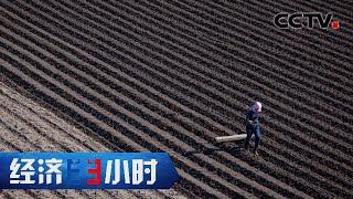 东北黑土肥力透支，万年黑土如何新生？「经济半小时」20220907 | CCTV财经