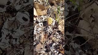 Morel Mushroom Hunting! #mushroom #mushroomhunting