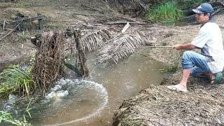 BIKIN HEBOH ORANG SEKAMPUNG!! PANEN GABUS MONSTER DI PARIT GALIAN BARU, BIKIN JANTUNGAN MAS BROO