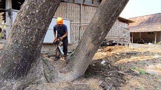 Anticipate disaster..‼️ cut down 2 disturbing trees that threaten the safety of the house