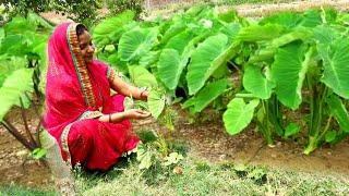 अरबी के पत्तों की ये खास रेसिपी जब भी गांव में हमारे बनती है तो लोग दौड़े दौड़े खाने चले आते हैं