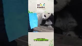 Baby panda is an accident faker #panda #熊猫 #shorts 【欢迎订阅MIGU Panda官方频道】