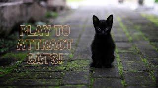 PLAY to ATTRACT your cat! (works 100% every time)