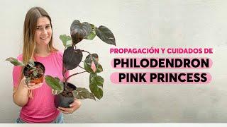 Propagación y cuidados del philodendron pink princess