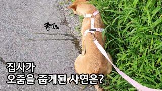 놓친 오줌이 너무 아까워 미련을 버리지 못함ㅣ진돗개계피 ㅣ Korean Jindo Dog