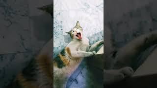 Robby cat yawning video| Cat yawns and meows|