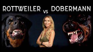 THE DOBERMAN VS THE ROTTWEILER - WHO IS FIERCEST?