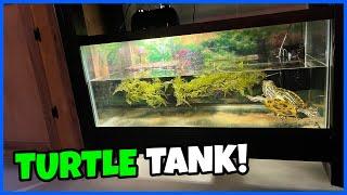 Cheap & Simple TURTLE TANK Setup! (40gal.)