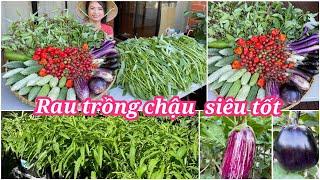 Thu hoạch rau muống, cà tím, cà chua, khổ qua, rau đay sau vườn ở Úc