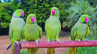 INDIAN RINGNECK TALKING PARROT  !! INDIAN RINGNECK TALKING PARROT