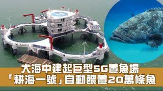 大海中建起巨型5G養魚場  「耕海一號」自動餵養20萬條魚