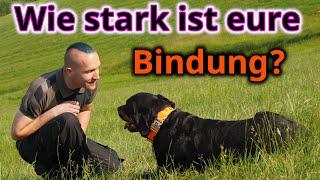 Mach das, um die Bindung zu Deinem Hund zu stärken!