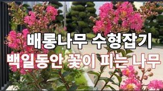 배롱나무 가지치기 방법 사계절 관리 방법. 배롱나무꽃 많이 피우는 방법.