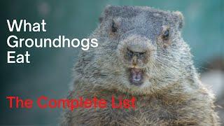 What Groundhogs Eat - The Complete Woodchuck Diet