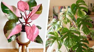 THESE ARE THE 8 MOST EXPENSIVE HOUSE PLANTS MONEY CAN BUY!!