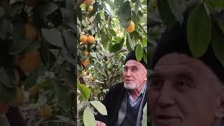 QASHQADARYO VILYOT QAMASHI TUMANI QAMAY QORAQUTON QISHOGI SHERMATOV PARDA BOBODAN LEMONCHILIK SIRLAR