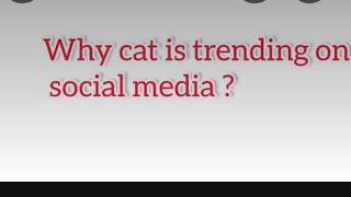 how social media reacted on the cat blender.