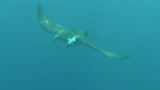 Mobula Ray