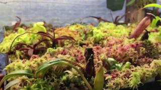 SPHAGNUM MOSS CARE AND CULTURE TIPS TO GROW BEAUTIFUL SPHAGNUM MOSS 1080p