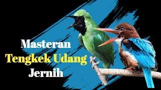 Masteran Tengkek Udang Untuk Isian Cucak Ijo