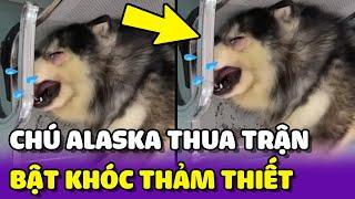 Chú chó Alaska "BẬT KHÓC" tại bệnh viện vì THUA TRẬN với chú chó khác | Yêu Lu Official