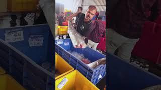 NP Fish Company Karad Today Fish Available