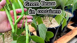 Growing Green Beans in Containers (Bush Beans from Seed to Harvest) Container Garden
