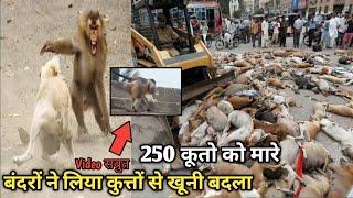 Dog And Monkey war । बंदरों ने लिया कुत्तों से खूनी बदला 250 कुत्ते के बच्चों को बिल्डिंग से गिरा के