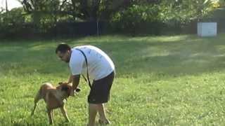 personal protection dogs,family dogs,belgian malinois for sale