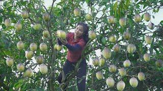 Harvesting Mangoes - Making Mango Salad with Meat to Sell at the Market - Thanh Farm