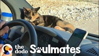 Stray Kitten Won't Let Traveling Couple Leave Her Behind  | The Dodo Soulmates