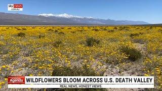 ‘The desert is really coming alive’: Wildflowers bloom across US Death Valley