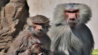 Tracking Baboon Bandits:Car Break-ins and Restaurant Raids