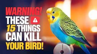 15 Things That Might SCARES Your Pet Bird | It Will KILL Your Bird