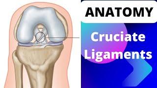 Anatomy of the Cruciate Ligaments of the Knee Joint