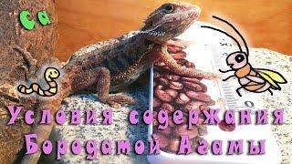 Важные условия содержания Бородатой Агамы