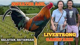 SWEATER ASIL - LIVESTRONG GAMEFARM - JEYSHI DIMAFELIX - QUALITY GAMEFOWL IN THE PHILIPPINES...