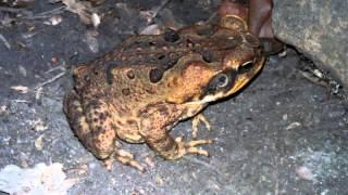 Cane Toad in Queensland